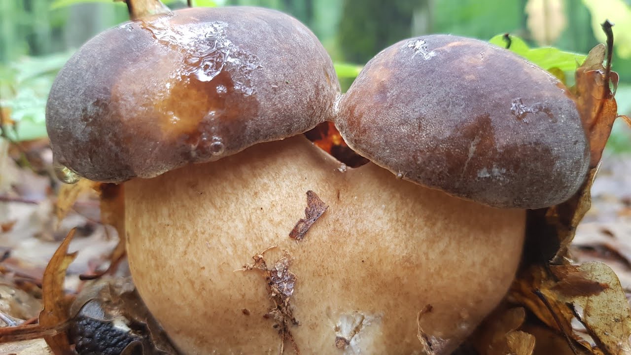 Funghi Porcini 2019 + cantharellus cibarius , 7 Giugno , Boletus , เห็ด , гриб