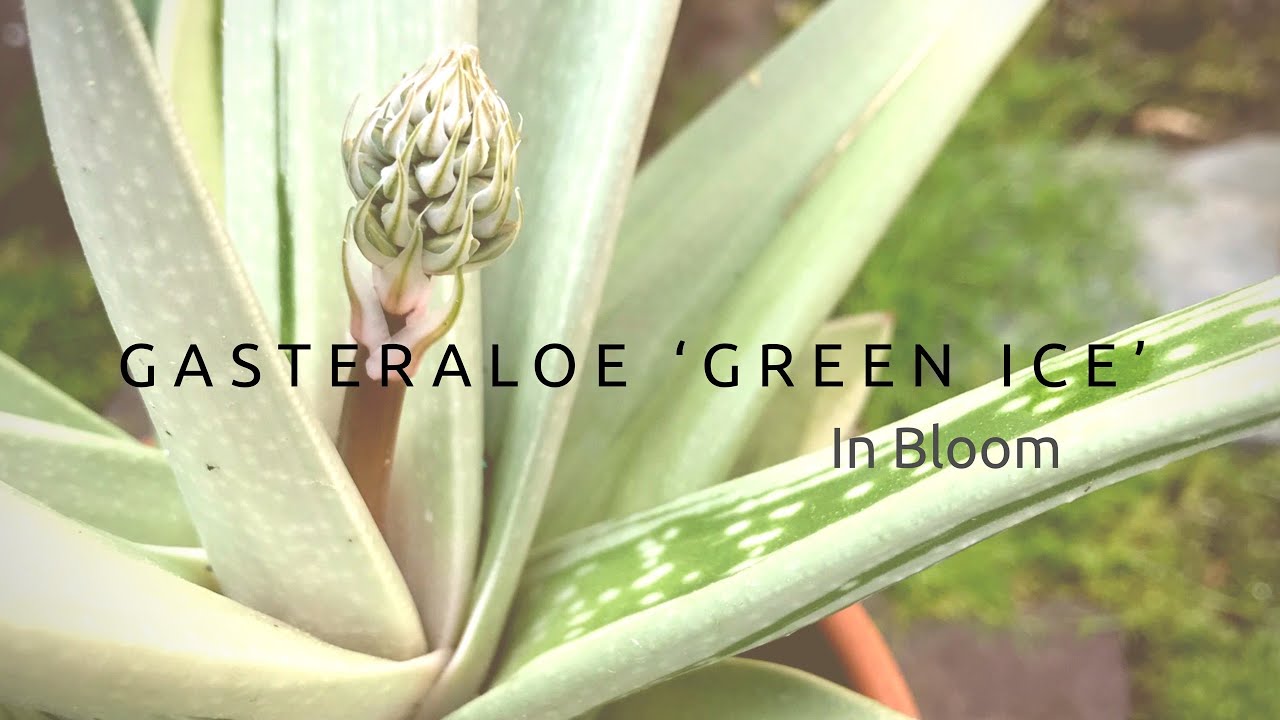 Gasteraloe 'Green Ice' in Bloom