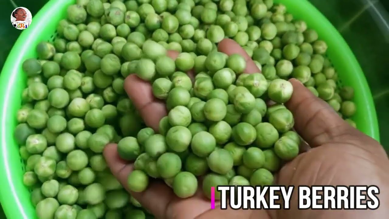 Turkey Berry Powder| Instant & Ready to Eat, use as Tea and in Stews, Soups, Aboom, etc