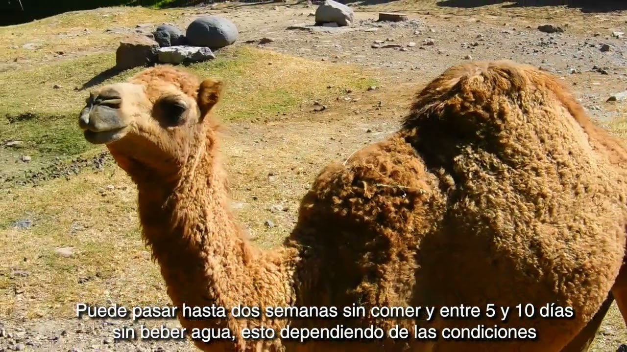 D de Dromedario
