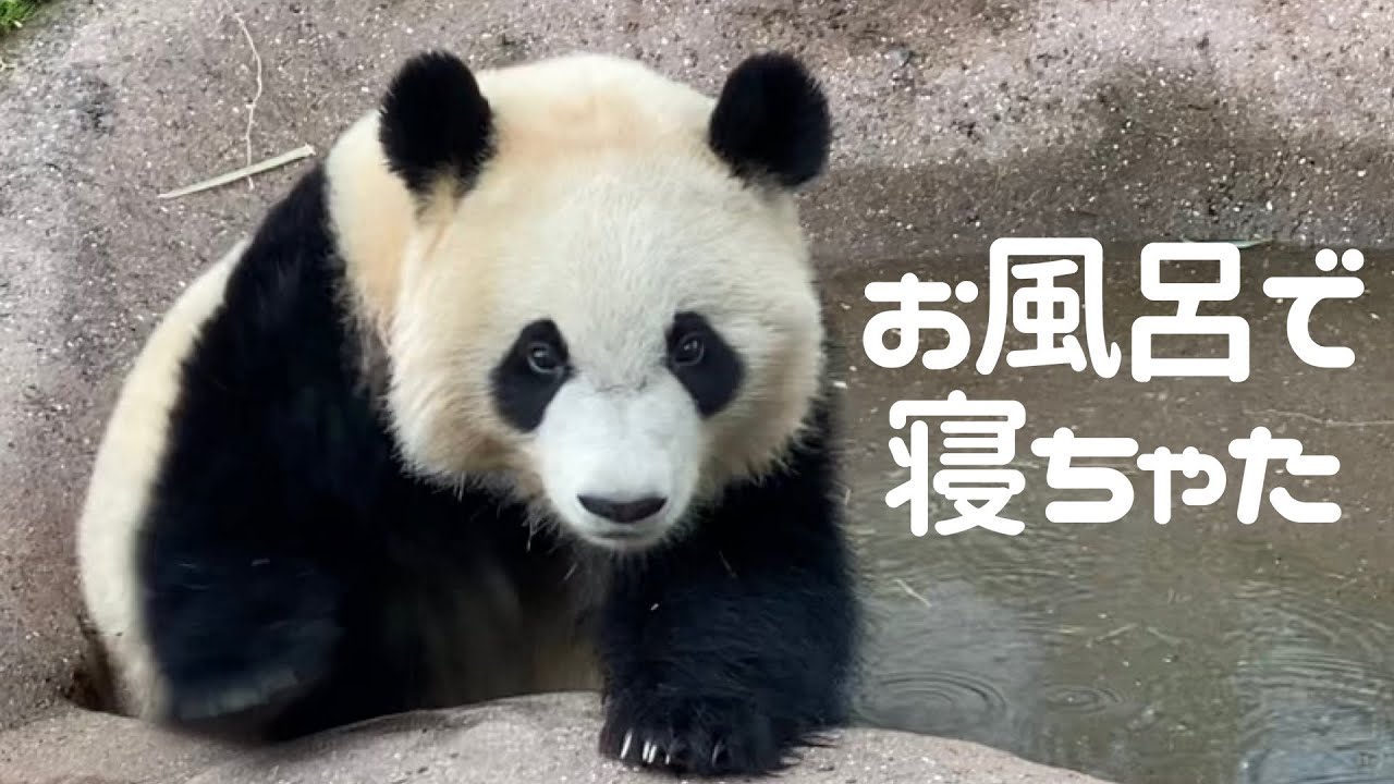 【彩浜】半身浴で爆睡してたら雨が降ってきて走って帰宅🐼 アドベンチャーワールド giantpanda