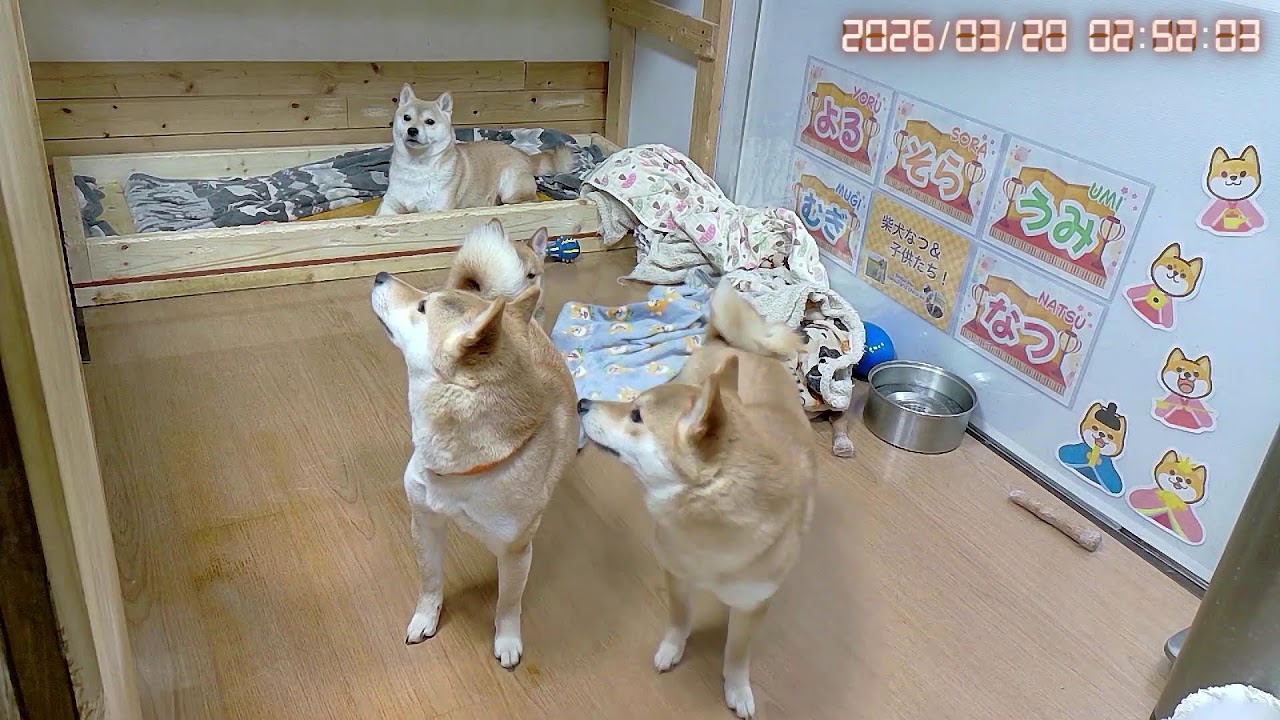 柴犬なつファミリー生配信【生後1歳＋191日】今夜もセカ主にお世話になるシバ！！