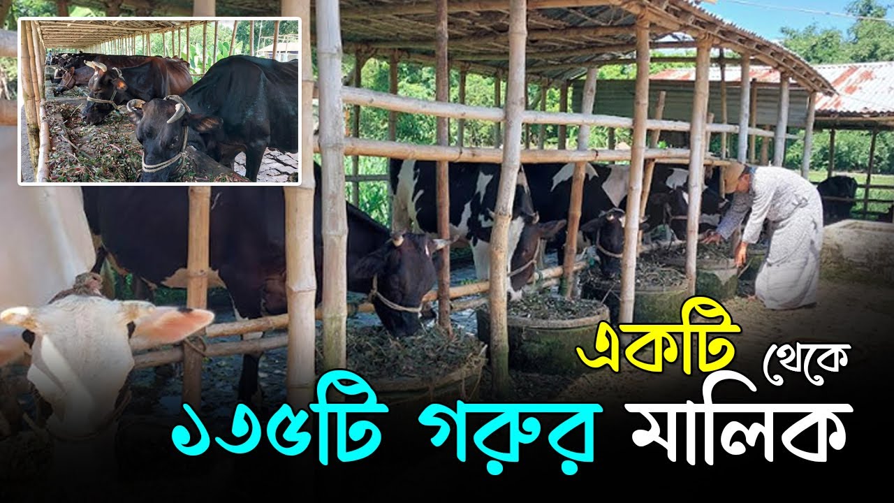একটি থেকে ১৩৫টি গরুর মালিক | তন্ময় ডেইরি ফার্ম | Pabna News | RisingBD