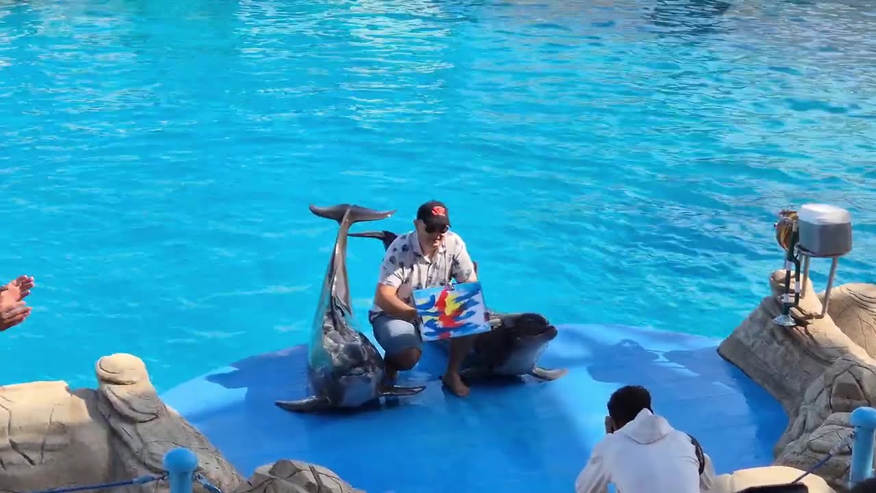 Eine tolle Delfinshow im Dolphin House in Hurghada