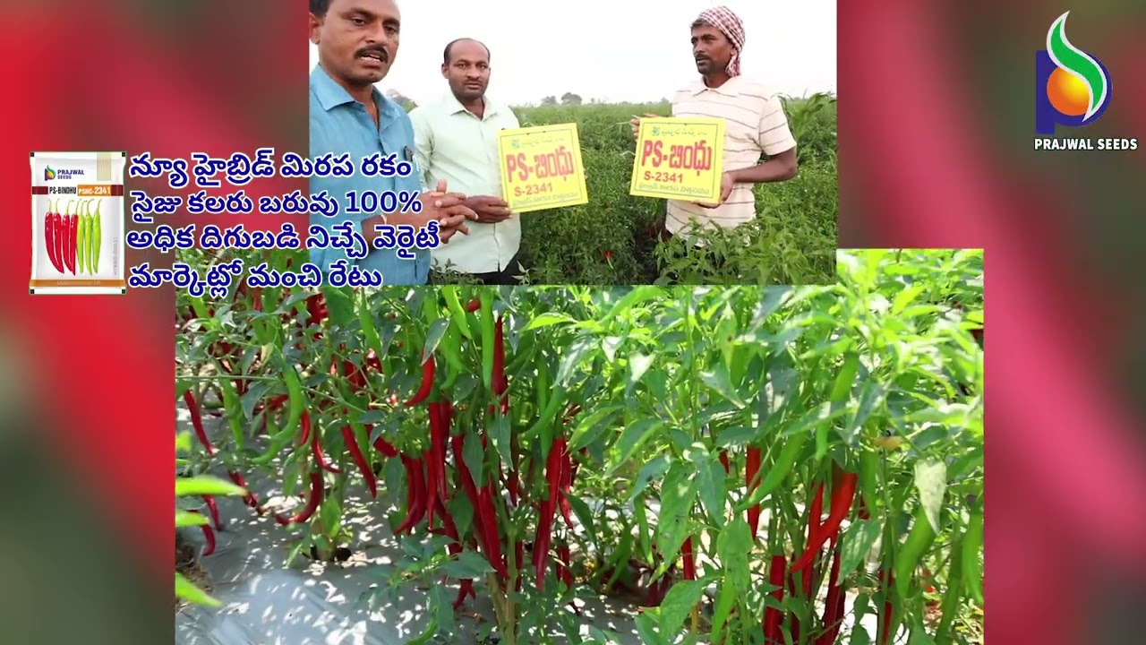 PS-BINDHU-2341||లావు కాయలు,అధిక కోతలు,అధిక దిగుబడి #bestchilliseeds #chillifarming #chilli