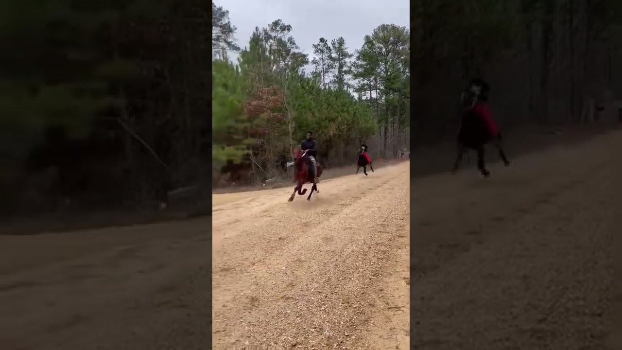 Dirt road action #horse #standardbred #racing