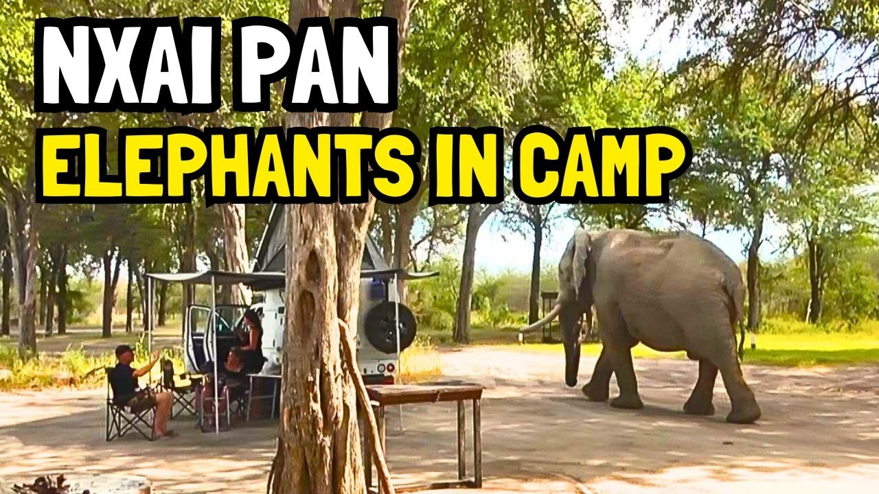 Sharing Our Camp with Elephants! Nxai Pan National Park | Ep 16 #botswana #botswanasafari