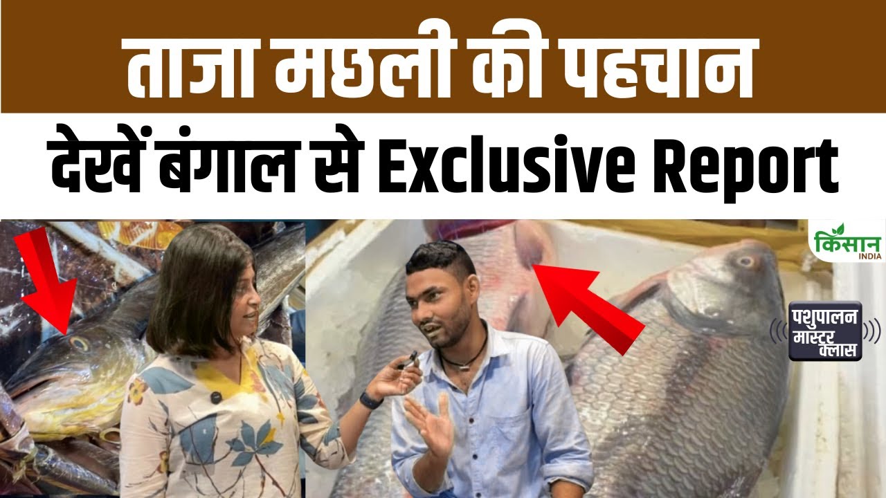 मछली खरीदते समय कैसे पता करें ये ताजी है या बासी! West Bengal से Exclusive Report। Fish Farming