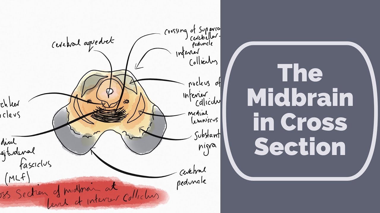 Midbrain in Cross Section