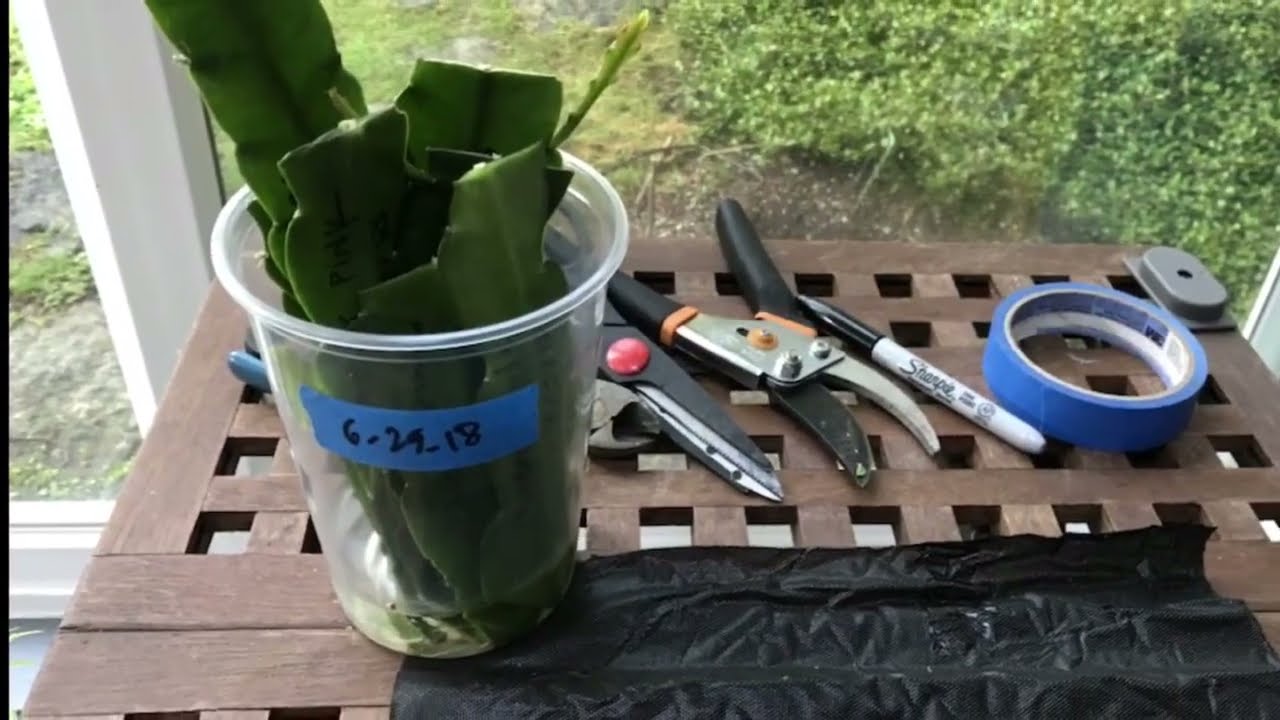 THE FASTEST AND THE MOST EFFECTIVE WAY TO PROPAGATE EPIPHYLLUM OR ORCHID CACTUS .