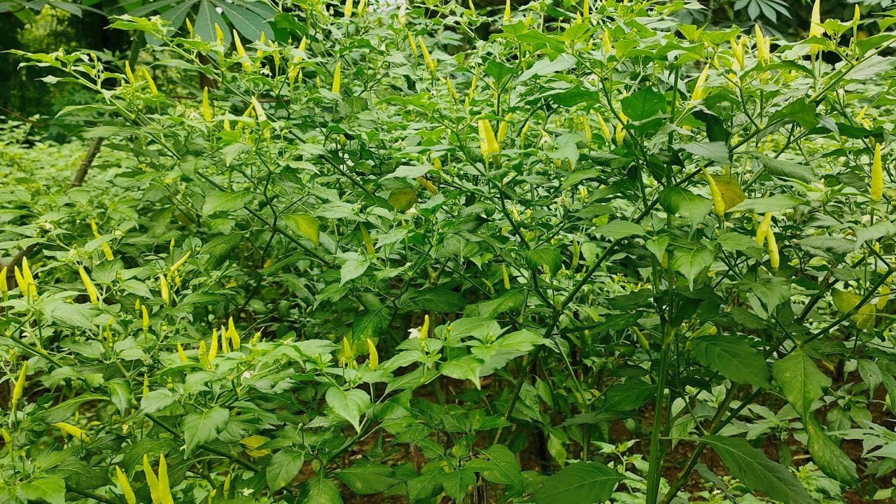 ALHAMDULILLAH CABE MULAI BERBUAH LEBAT 