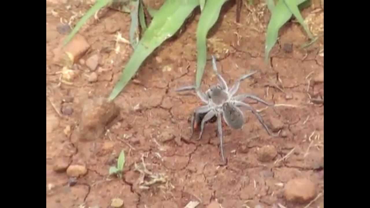 Spider Vs Wasp   The ultimate battle