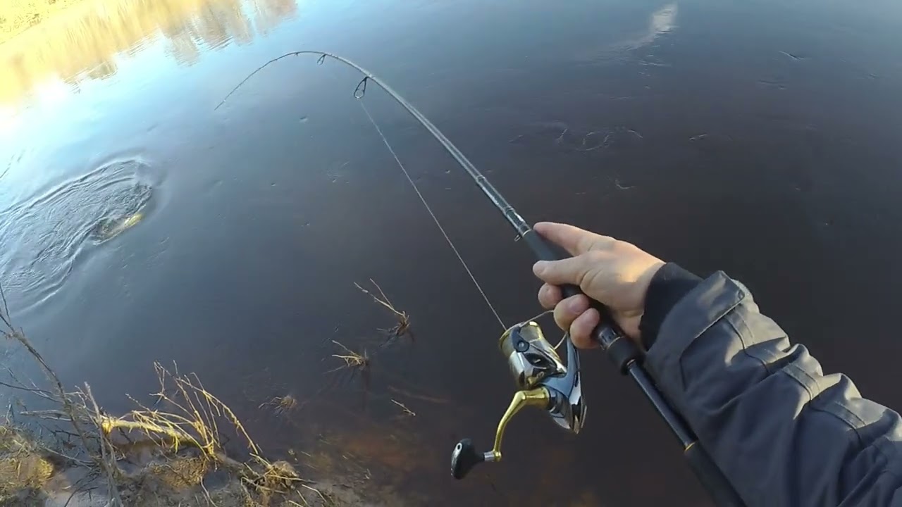 Salmon Fishing Latvija, Spring 2022, Tiemco lures work!
