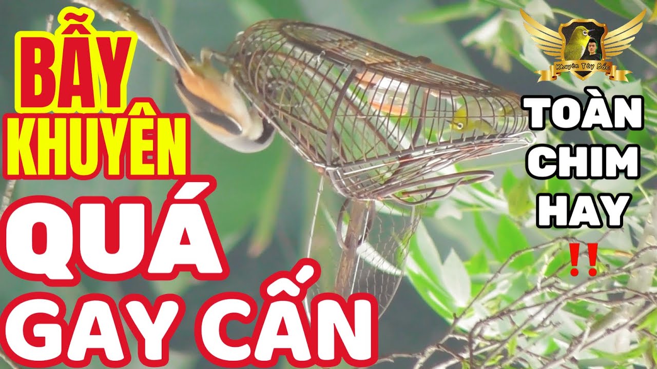 Pleci Bird Trap такой классный, вы встречаете всех медведей, и это захватывающе, когда вы сталкив...