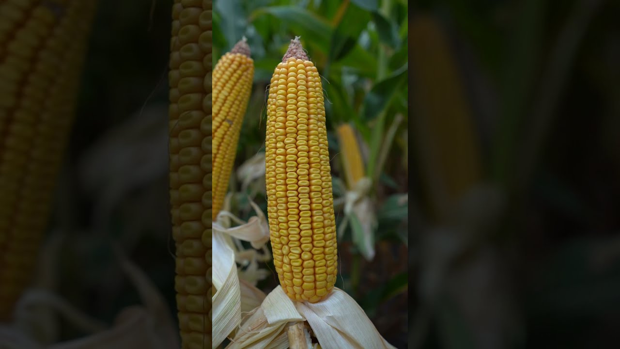 🌽Жүгөрү нымдуулугу канча % болуш керек? Сиздин кирешеңиз дал ушул суроодон башталат
