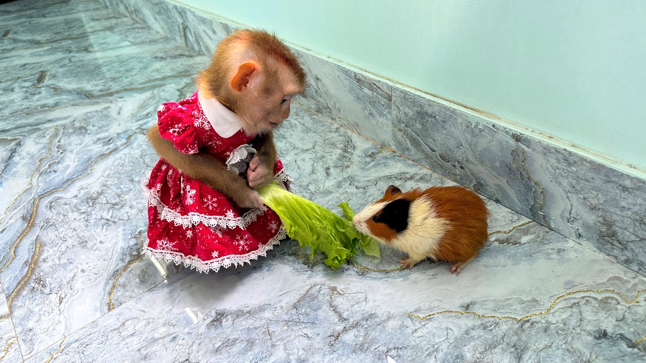 TOP CUTE, ADORABLE AND FUNNY moments of Monkey Kaka and Diem