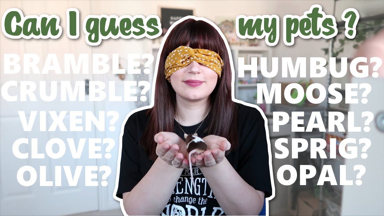 Can I guess my pets while blindfolded?