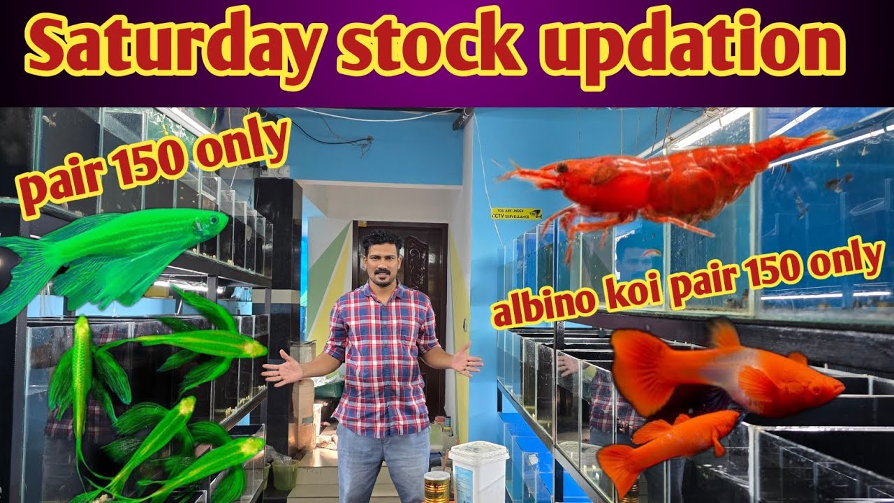 Saturday stock updation 14/2/2026 || new stock fish feeds  New Guppies #evaan_aquatic  9544123454