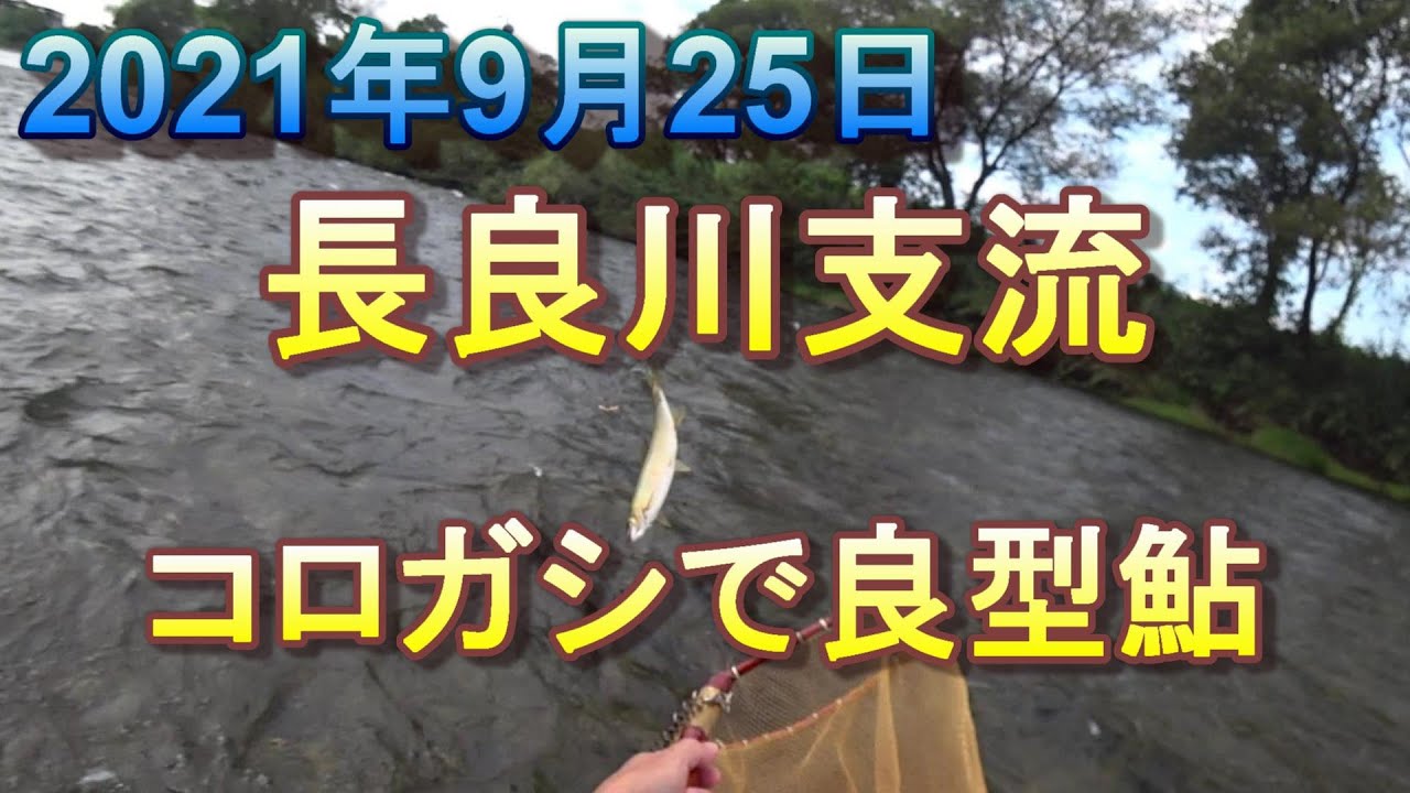 長良川の支流で鮎のコロガシ　ガリ　2021年9月25日