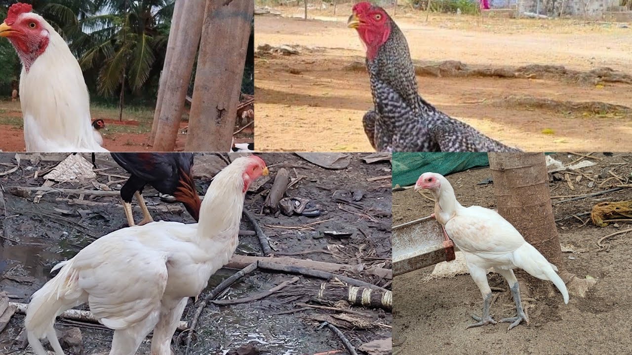 karur peruvidai nattukoli pannai #nattukoli #incubator #automaticincubator #peruvidaikoli