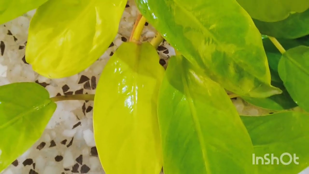PHYLODENDRONE malay gold care in spring season ☘️🌿🌿🌿💫💫⭐✨