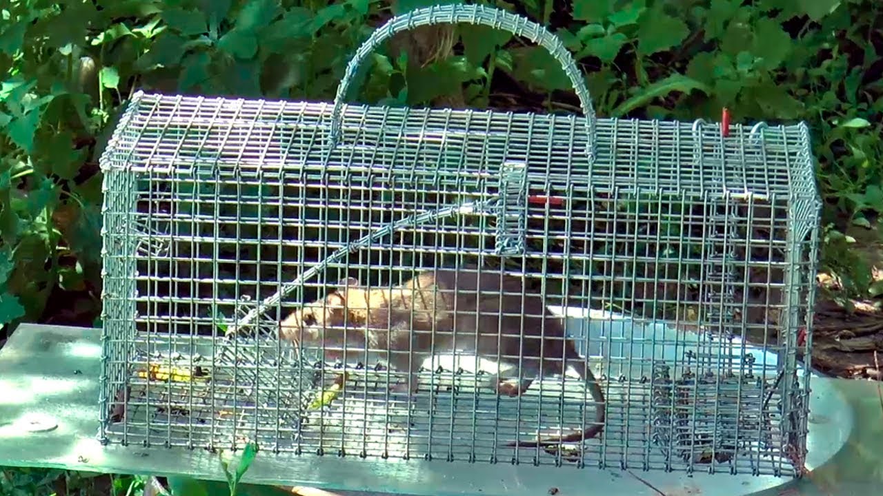 КРЫСОЛОВКА ЖИВОЛОВКА! Как поймать крысу мышу homemade rat-trap