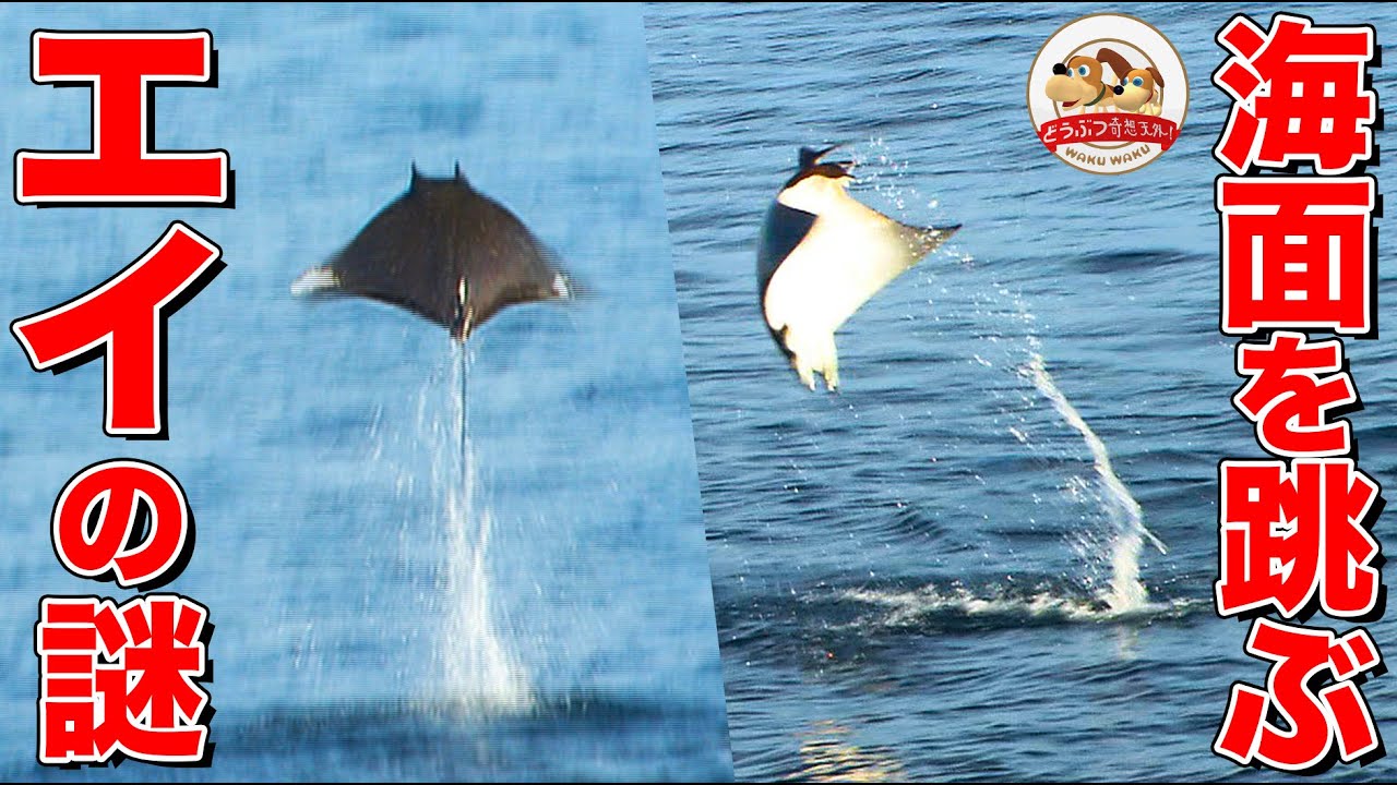 【衝撃映像】巨大生物がひしめく海域でエイの大群がジャンプ&バク転！その理由とは…【どうぶつ奇想天外／WAKUWAKU】