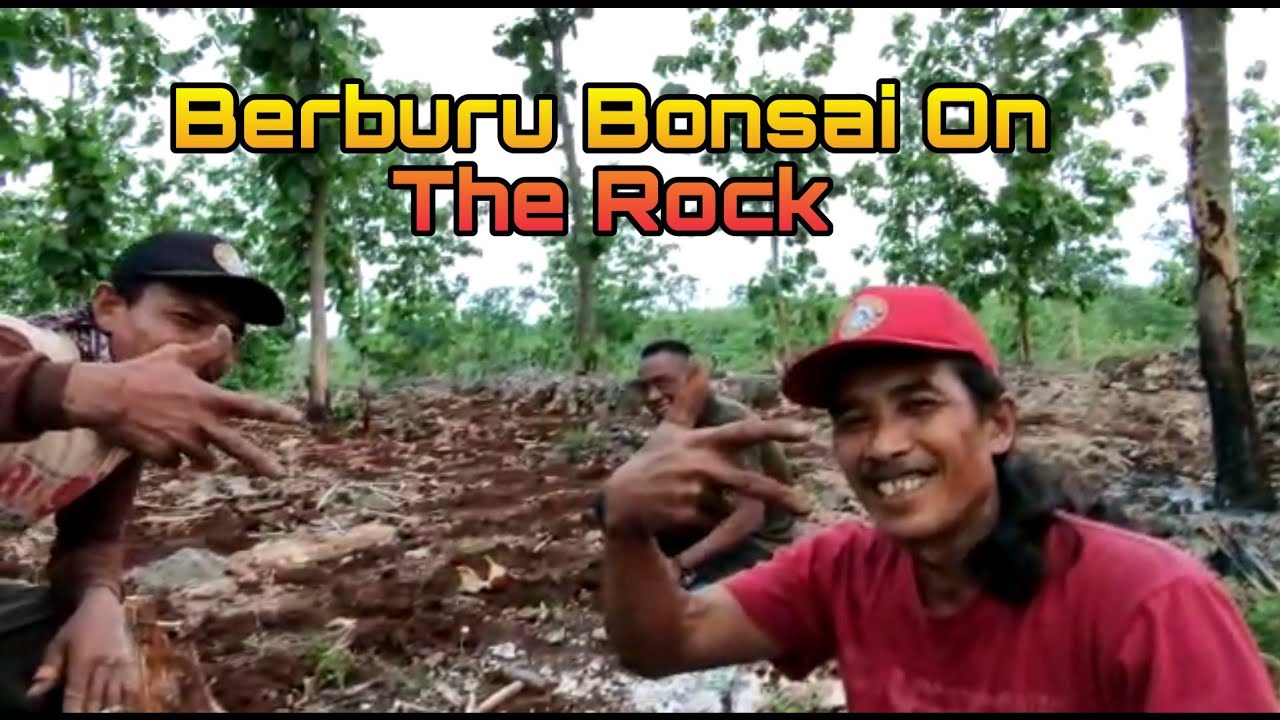Berburu Bonsai On the Rock @Nerry Montong Bonsai