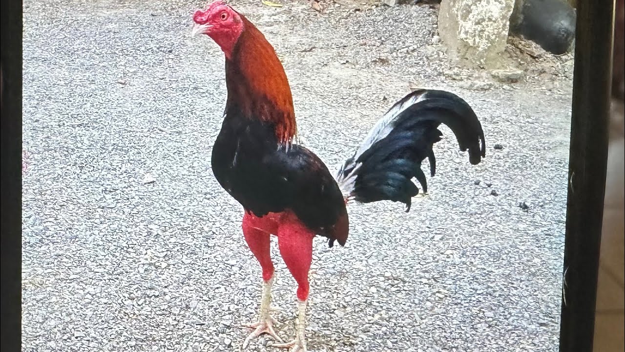 Refrescando conocimientos de la actualidad gallistica🐓(video de HOLA GALLEROS, PICO Y ESPUELA)