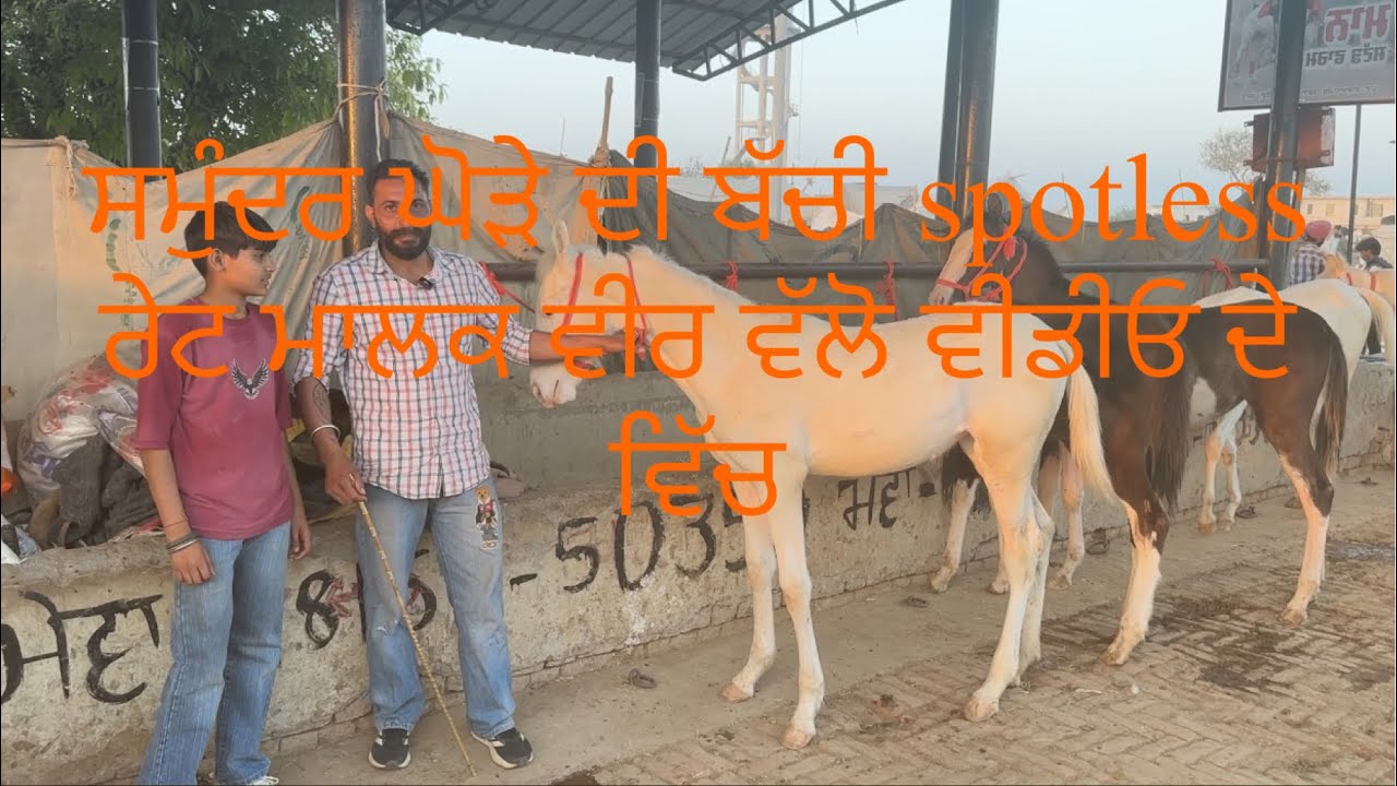 ਕਪਾਹ ਦੇ ਫੁੱਟ ਨਾਲ ਦੀ ਨੁਕਰੀਆ ਵਸੇਰੀਆ,2 ਚੰਬੀਆ ਬਸੇਰੀਆ ਰੇਟ ਮਾਲਕ ਵੀਰਾ ਵੱਲੋ ਵੀਡੀਓ ਦੇ ਵਿੱਚ ਜਗਰਾਓ ਮੰਡੀ 2026