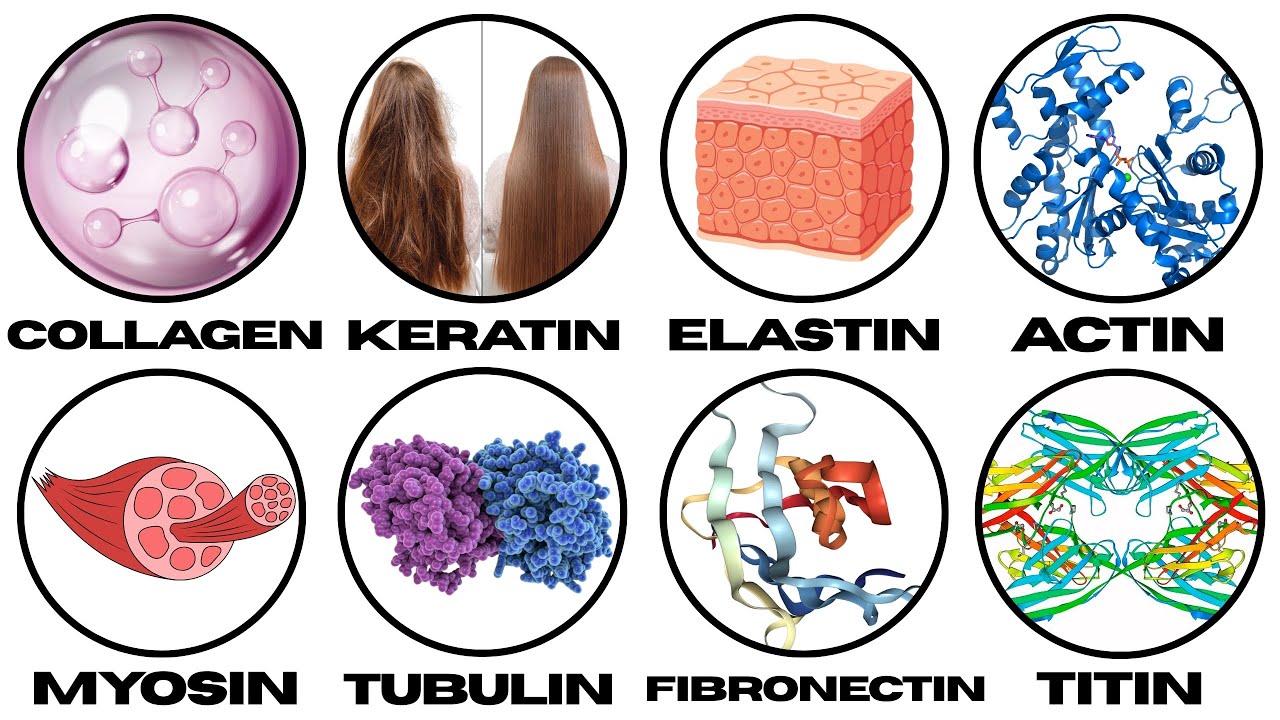 Every Major Structural Protein Explained