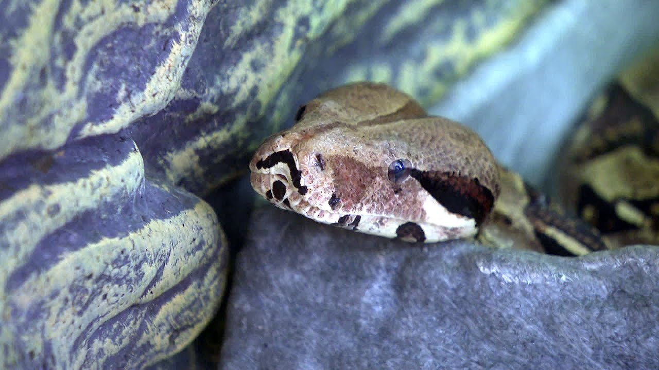 Nîmes : Luna, le boa constrictor a été retrouvé