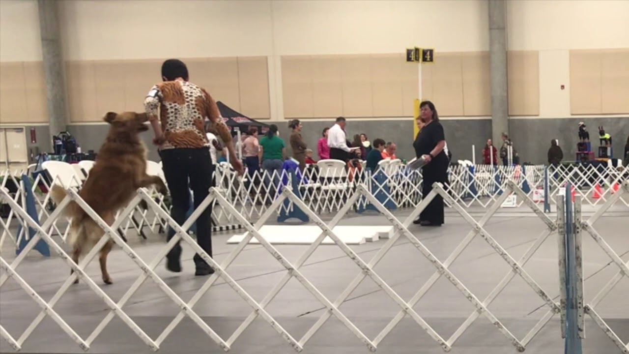 Sparks Exercises from AKC Open & Utility classes