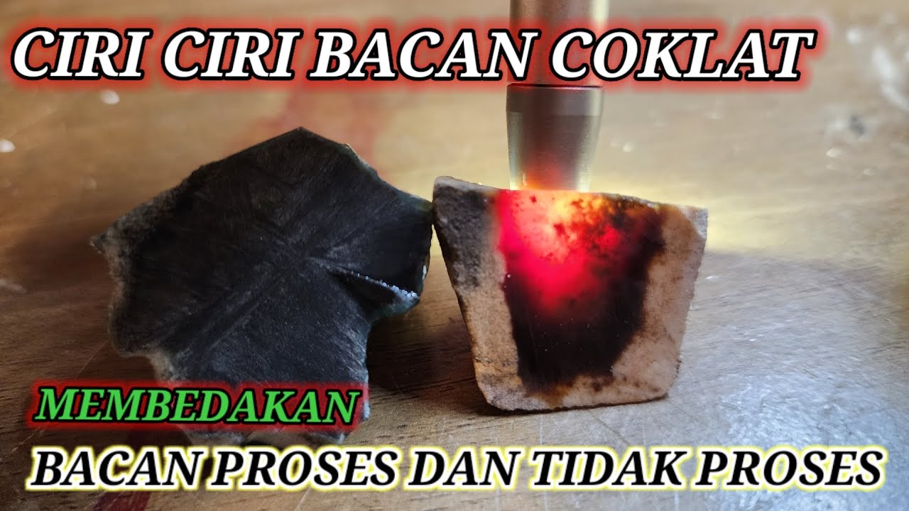 Ciri ciri bacan coklat ,dan apa itu bacan gurango?
