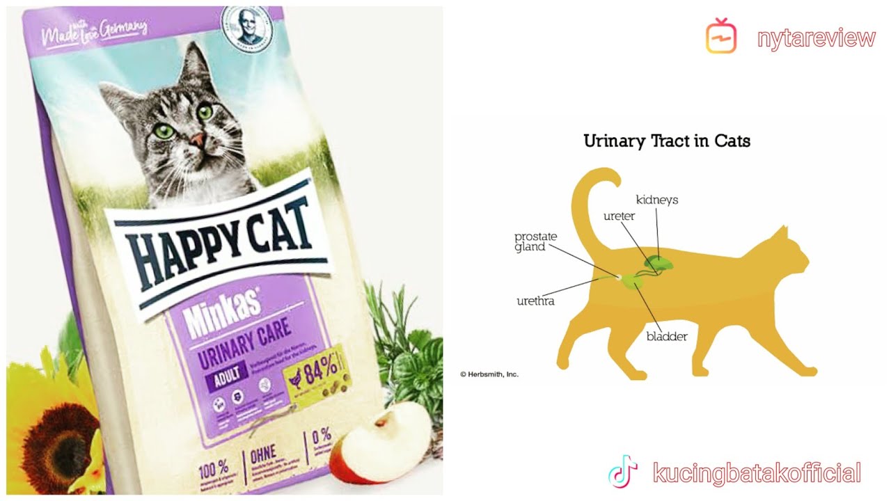 Review Happy Cat URINARY CARE | Review Singkat