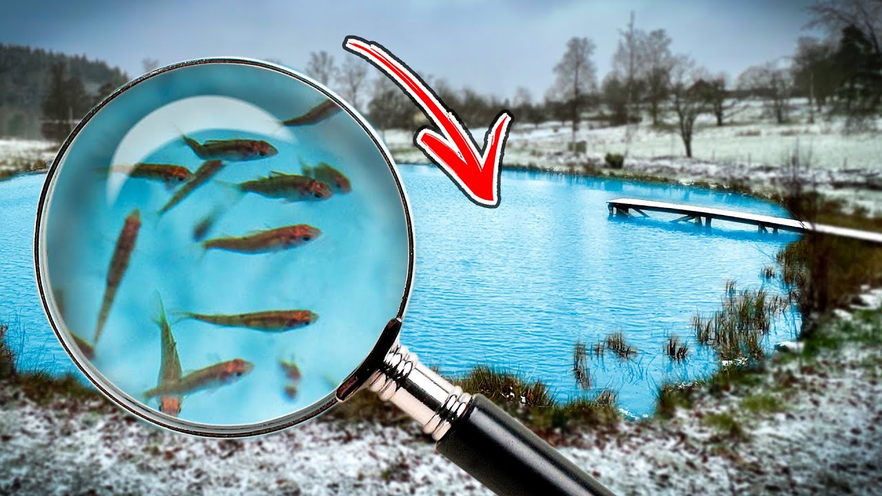 WE PUT BABY FISH IN A SMALL POND 12 YEARS AGO - Exporing under surface | Team Galant
