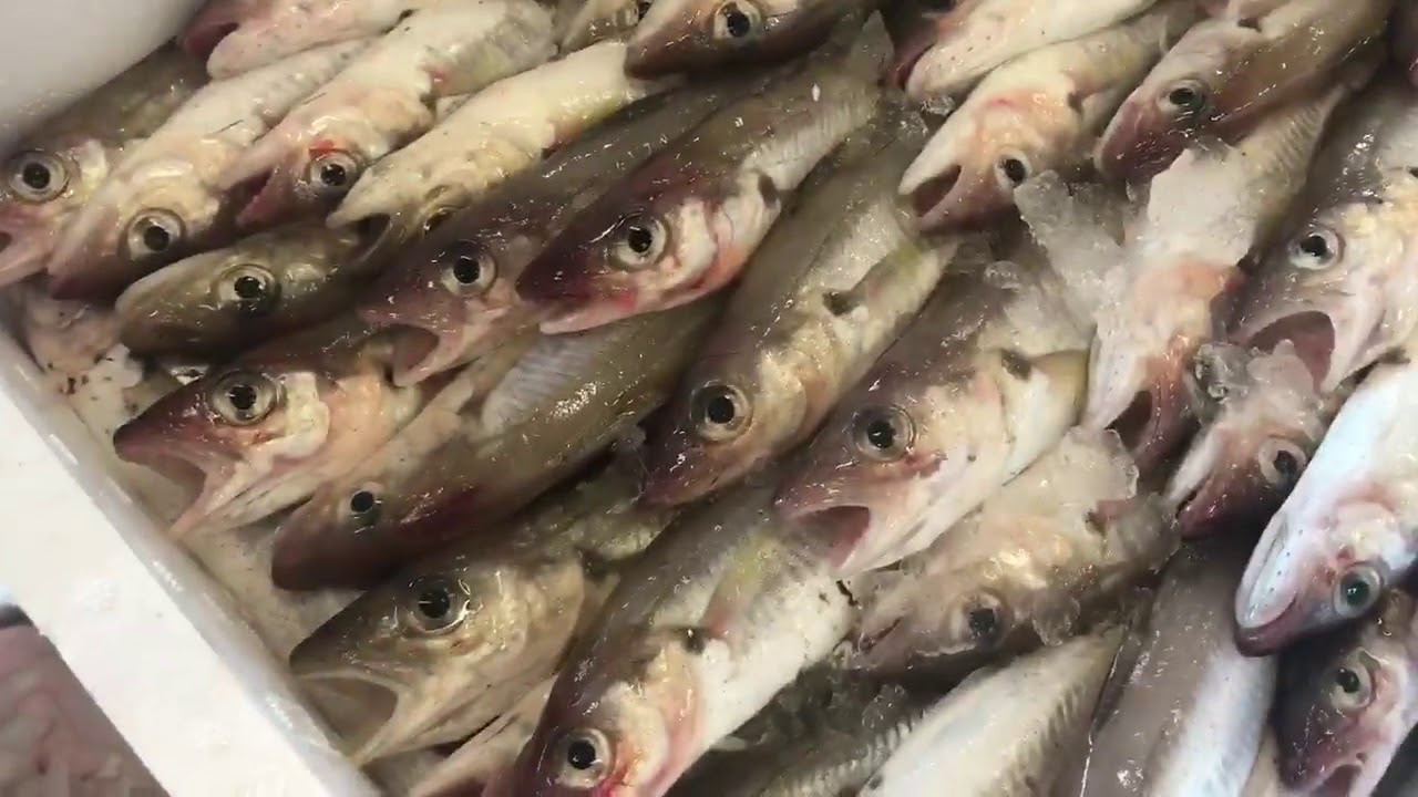Caorle: l'Asta del Pesce (rigorosamente silenziosa) | Ti Porto Io