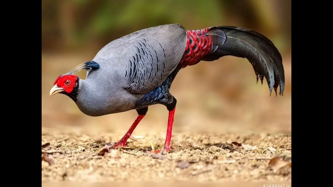 Beautiful Thailand's Treasure Siamese Fireback #birds #endemicbirds #nativebirds