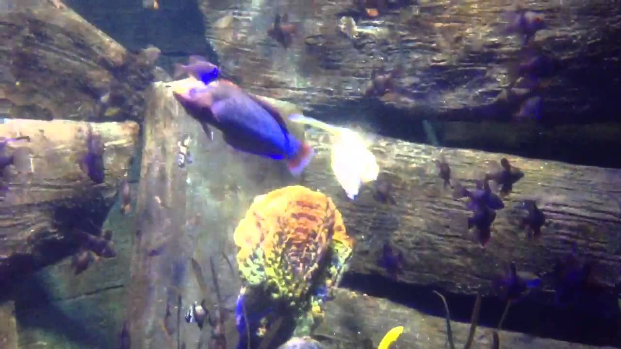 Sea Life Oberhausen