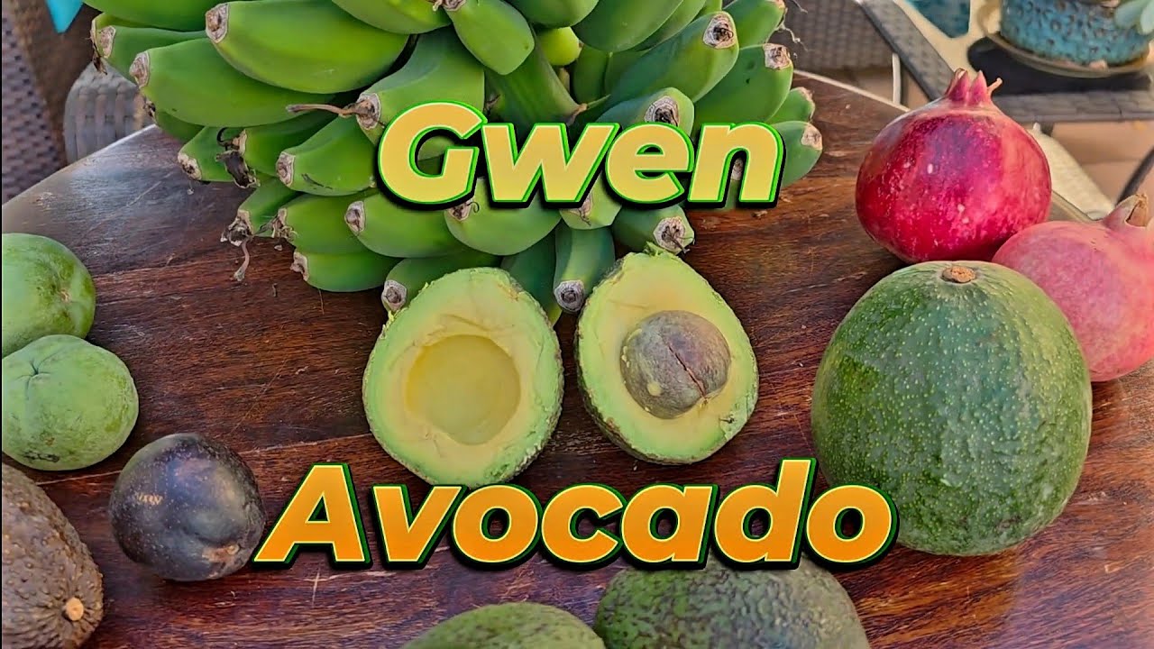 Гвен 🥑Авокадо🥑 Дегустация