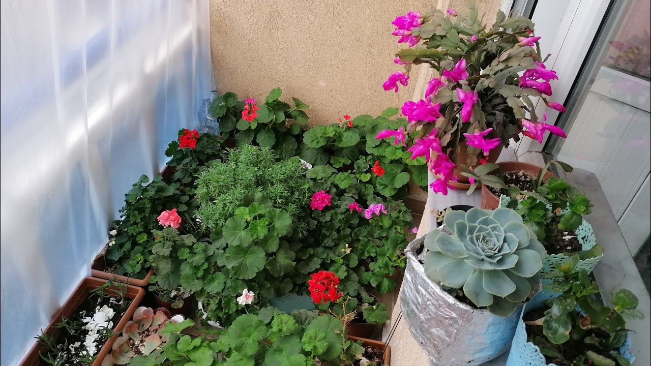 YAZ KIŞ SARDUNYA VE BALKON ÇİÇEKLERİM ÇOŞTUKÇA ÇOŞUYOR SARDUNYA BAKIMI ÇİÇEK ÇOŞTURMA