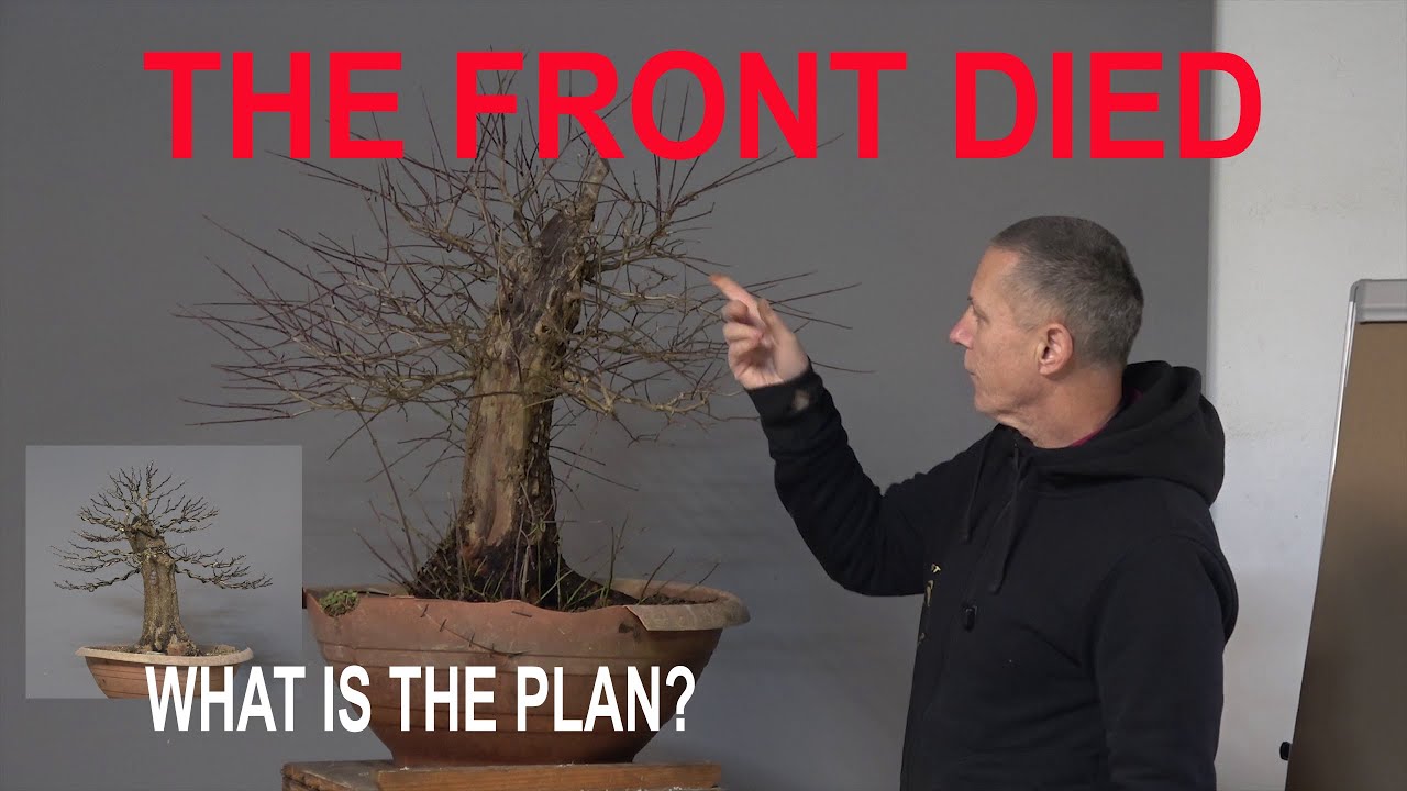 The Front Died – What Next? | Cornus mas Bonsai Redesign