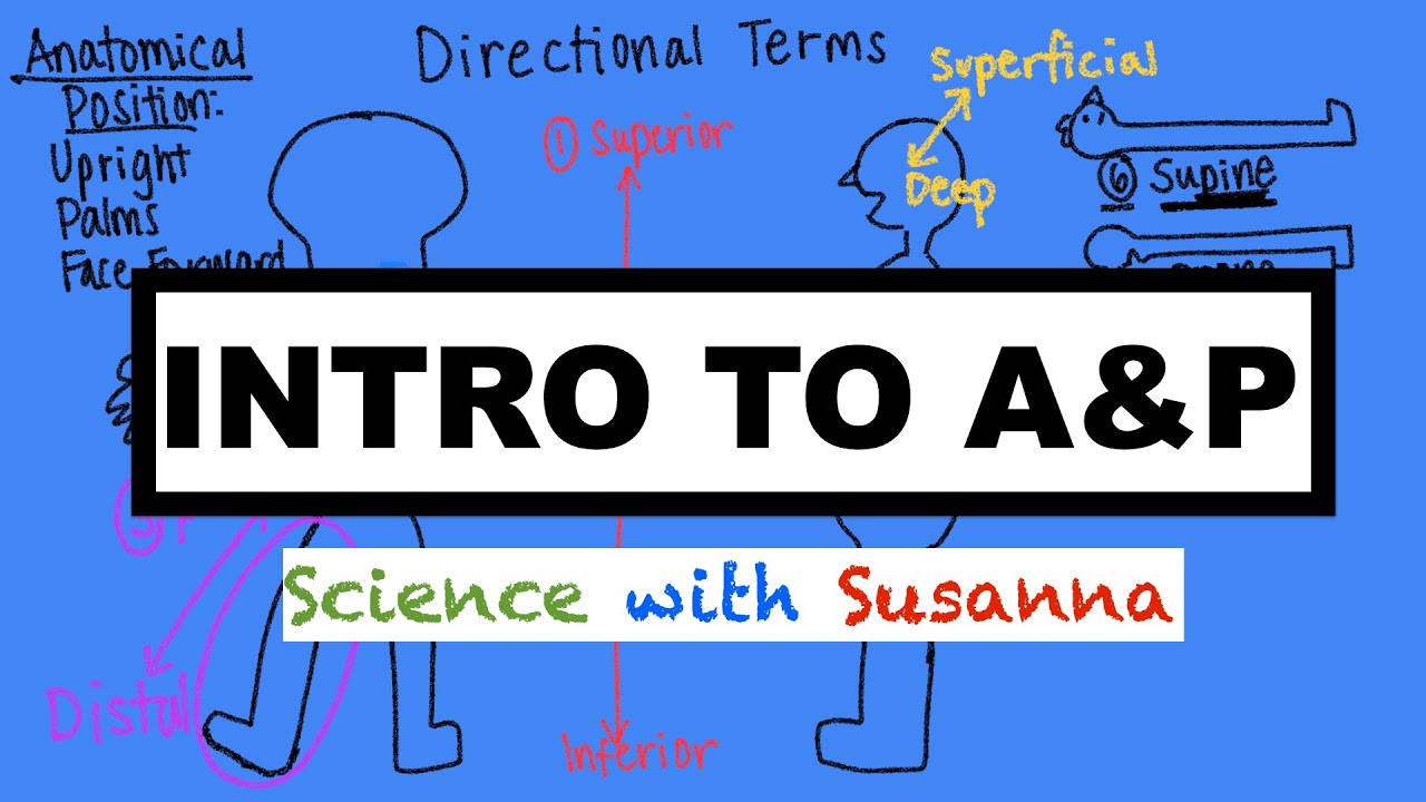 Intro to A&P: Terminology, Regions, Body Systems, Body Cavities, Negative Feedback