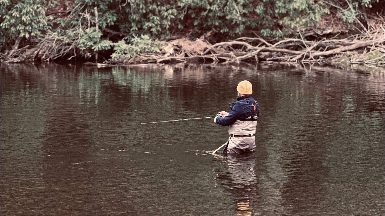 Brown trout