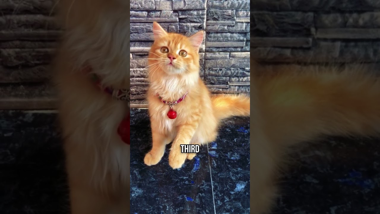 🧡Why Orange Cats are the BEST 🐈