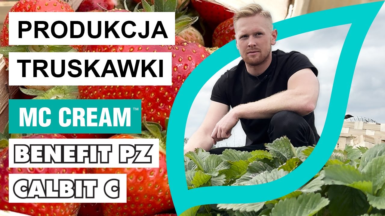 Truskawka w gospodarstwie Państwa Cichockich
