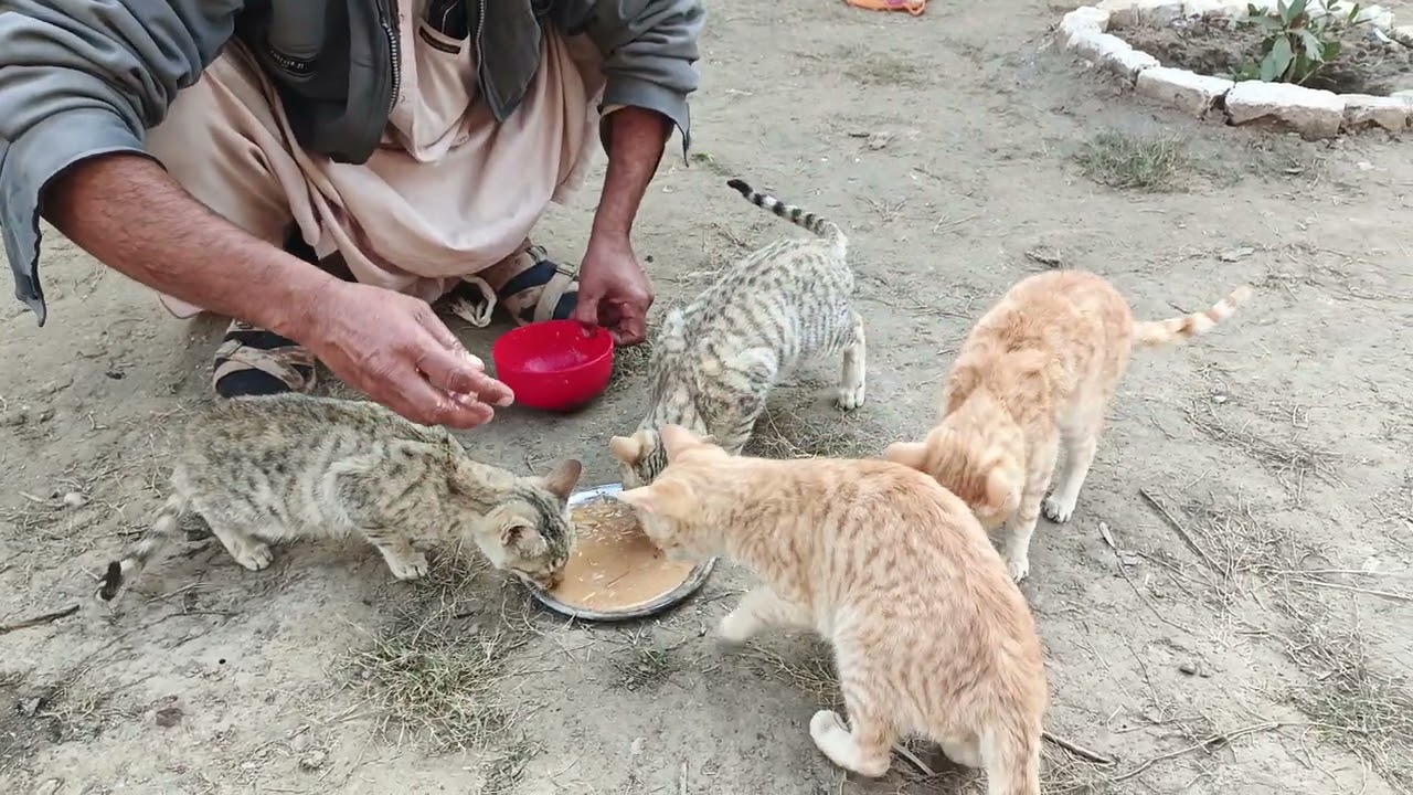After the food is prepared, it is cooled and served to the cats.in village walidlife 