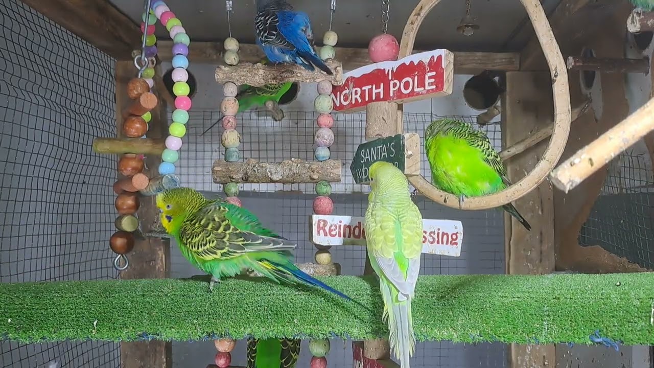 “When your pet is funnier than your friends 😂🦜”