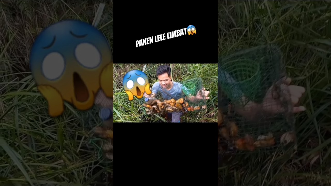 dapat banyak lele limbat menggunakan umpan rahasia ‼️🤩 #petualangan #lele #bubu #lembat #babon