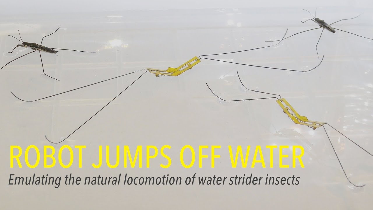 Robot Jumps Off Water: Emulating the natural locomotion of water strider insects
